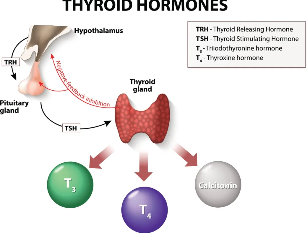 Understanding Hypothyroidism